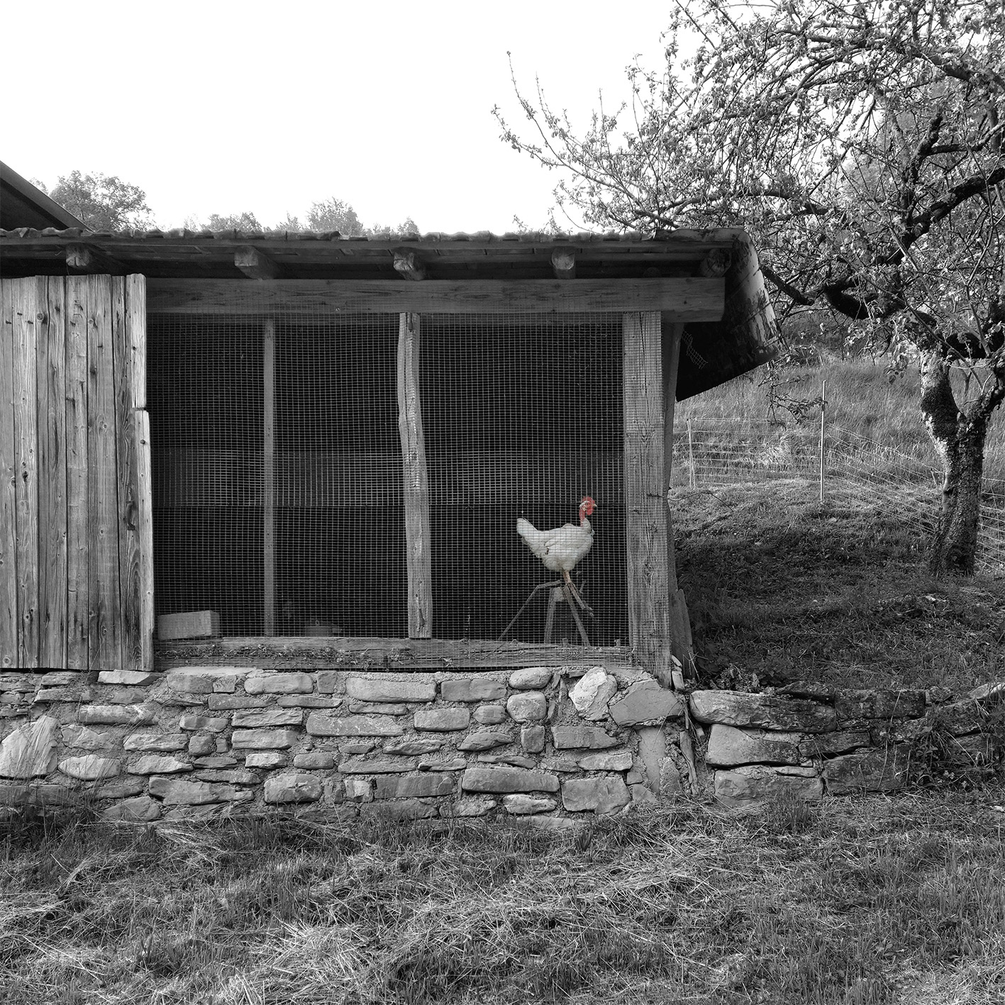 Dispositivo di architettura rurale: il pollaio